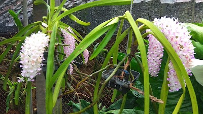 Photos of Gino Nursery Batuwarno