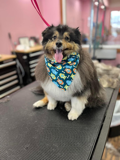 Viva La Pooch - Thumbnail