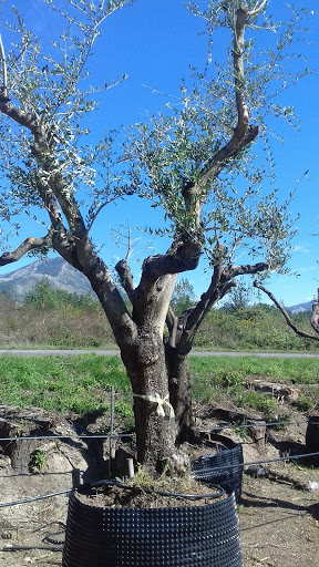 Vivaio D'Arpino - Thumbnail