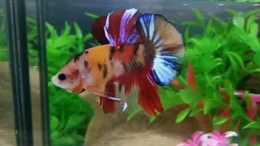 Alpha Betta