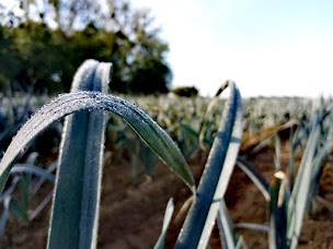 Photo n°3 de Clos Masure du P'tit Caux à Saint-Vaast-du-Val (Ferme)