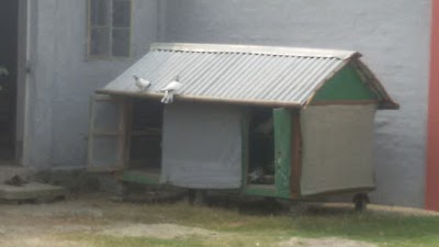 Photos of Sharifs