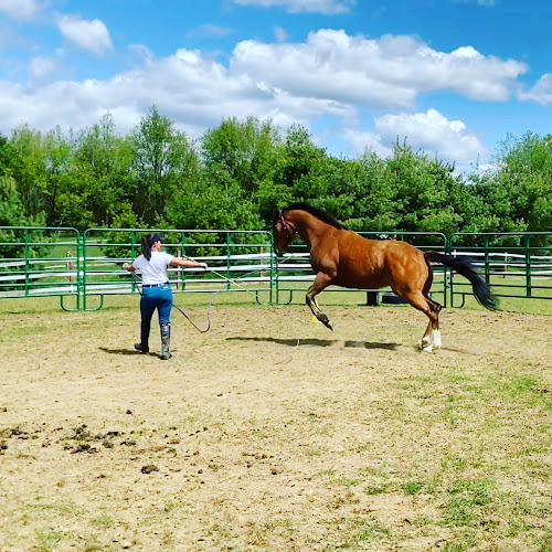 Ashley Horse Training