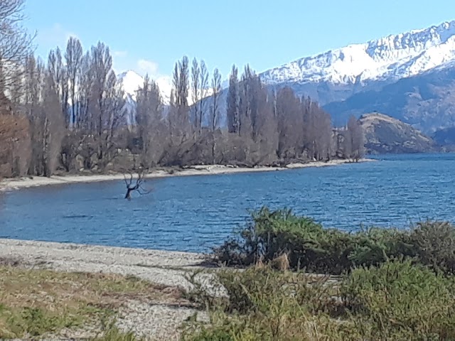 The Wanaka Tree