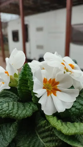 Beauty'nerant - Thumbnail