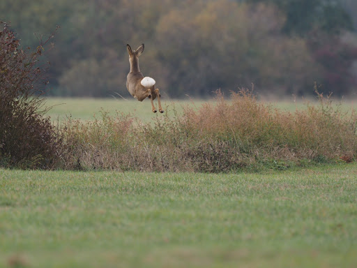 Vogelschutzgebiet - Visual