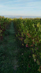 Photo n°4 de Earl Terrien à Orée d'Anjou (Établissement vinicole)