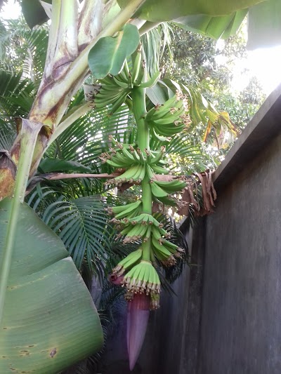Photos of Che Seam