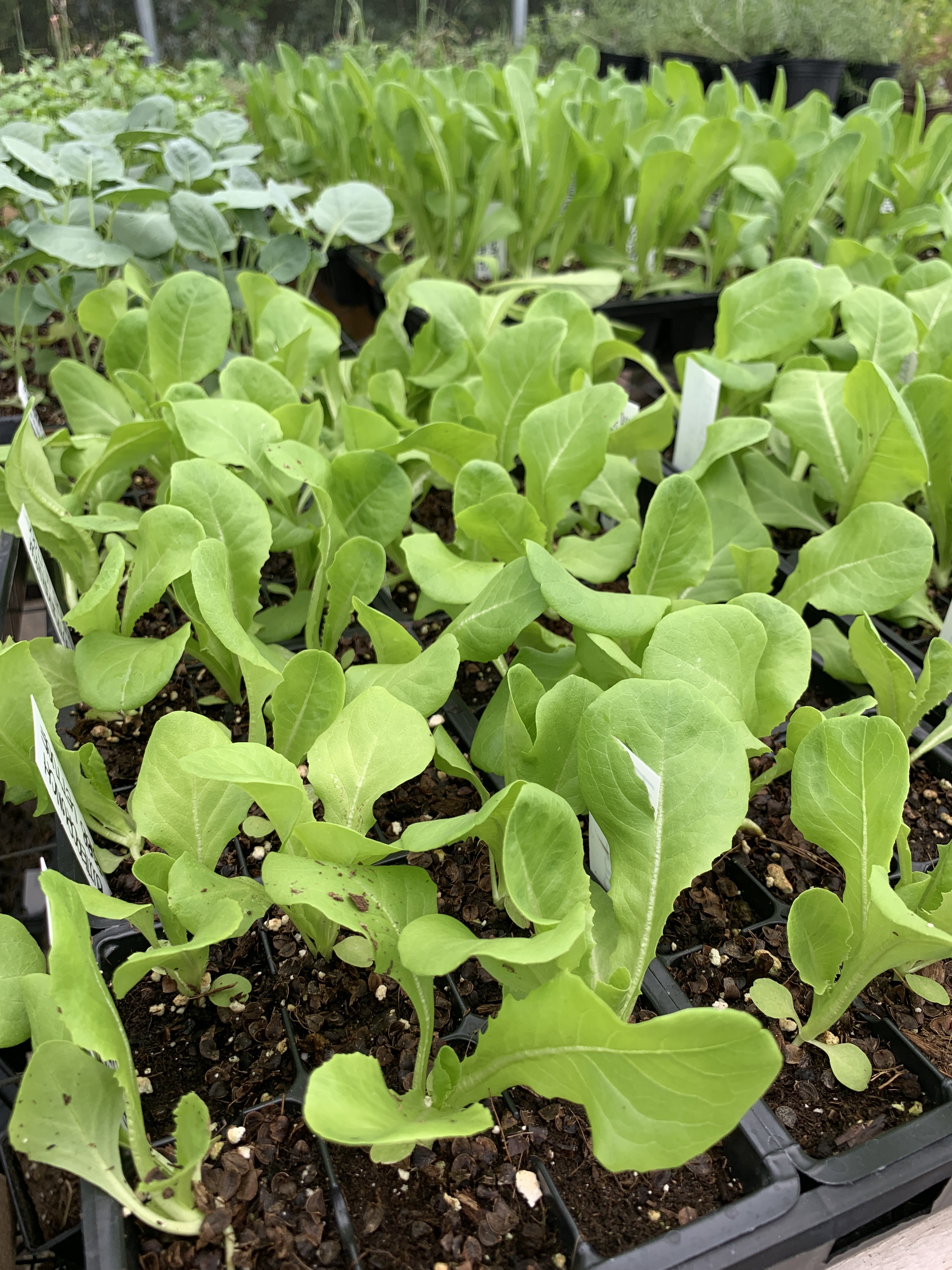 Lucayda Farm
