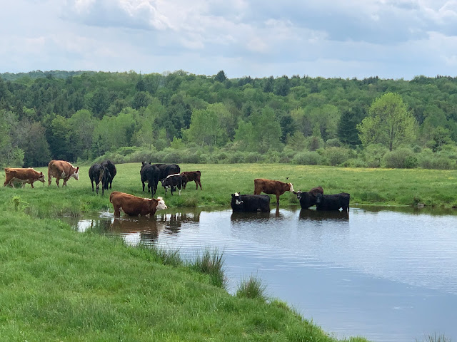 Freedom Farms by null