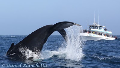 Photos of Monterey Bay Whale Watch