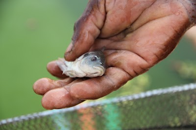 Photos of S&eacute;gou Fish Farm