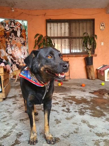 Pet Center Consultorio Veterinario, Estética Canina, hotel y guarderia canina. Gallery - Mexico