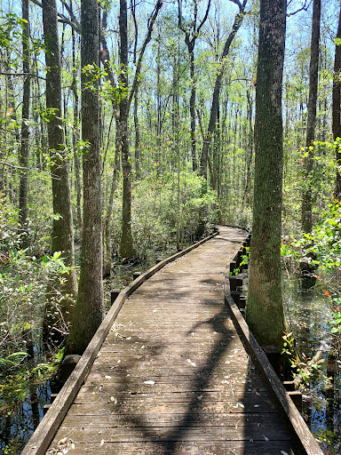 Fanny Bay Boardwalk Interpretive Trail