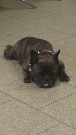 Ambulatorio Veterinario Dog'S Center - Thumbnail