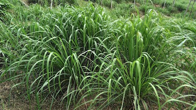 Photos of Cibayat