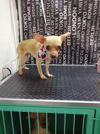 Pet Lover Care Center