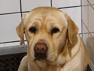 Photo n°2 de Labrador du Verger des Plaines à Précy-sur-Vrin (Dresseur pour chiens)