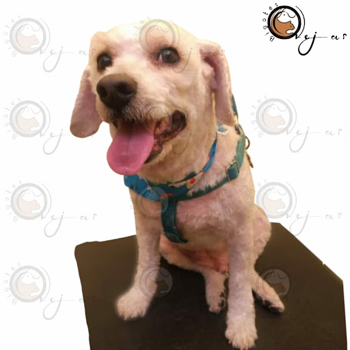 Orejas y Bigotes - Estetica canina y venta de accesorios para mascotas. - Thumbnail