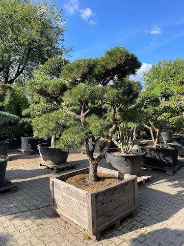 Drzewa i krzewy formowane - Katowice