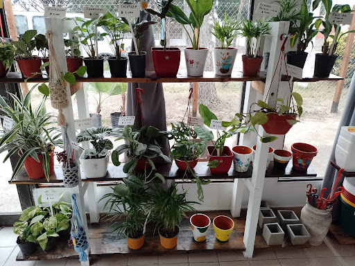 Vivero armonía verde y flor - Foto 1