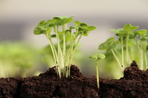 Photo n°10 de Ferme Maraîchère BIO À Travers Champs - Savoie à Domessin (Maraîcher)