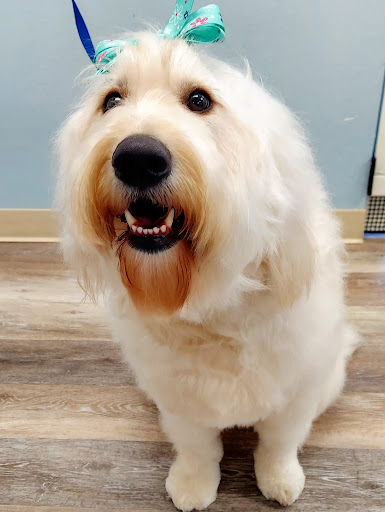 Good Vibrations Grooming - Thumbnail