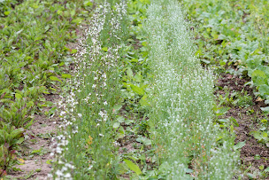 Photo n°11 de La Ferme du Partage Hem à Hem (Maraîcher)