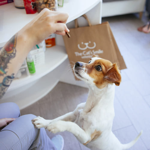 The Cat’s Smile Clínica Veterinaria Ciudad Lineal