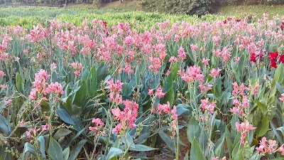 Photos of Shenzhen Central Park