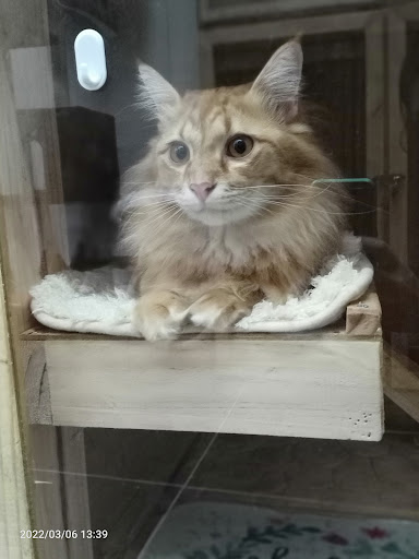 Rumah Meow Aboo-Aboo Pet Hotel & Grooming