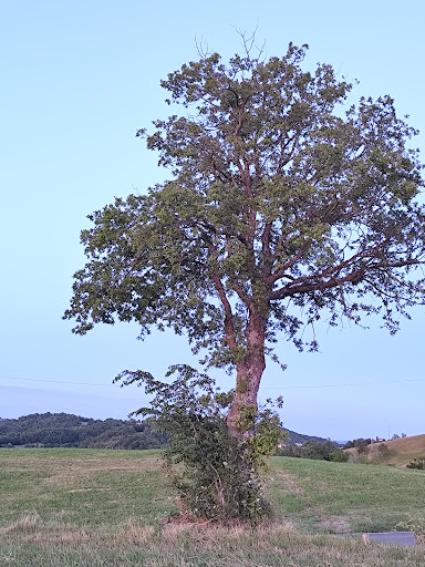 Pro Marola - Visual