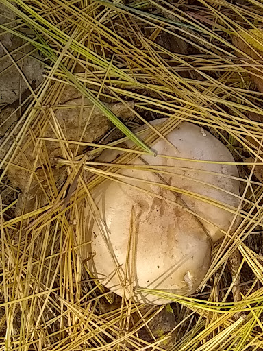 Cortright Wildlife Area - Thumbnail