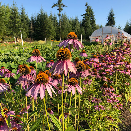 Stump Root Farm - Visual