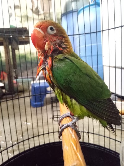Photos of Kios Burung Khen