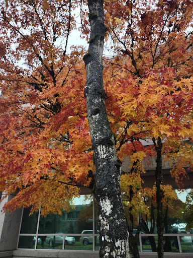 Surrey Courthouse - Visual