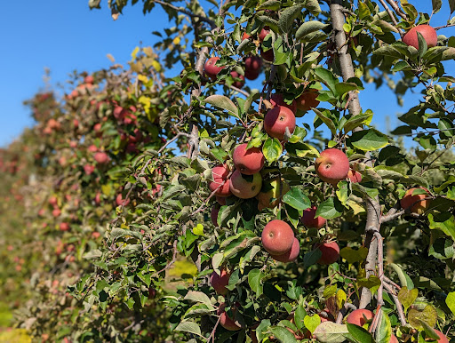 Terhune Orchards Pick Your Own Apple Orchard - United States