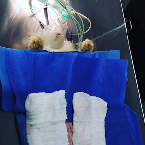 Fotografía de Urgencias veterinarias 24 horas Animal Health Todas