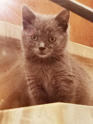 Photo n°20 de L'arche de Namasté à Locunolé (Association pour la protection des animaux)