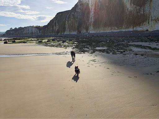 Education Dogs and Caux