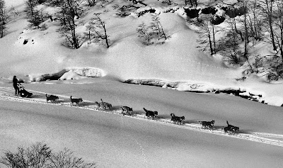 Photos of Aurora Austral Patagonia Husky