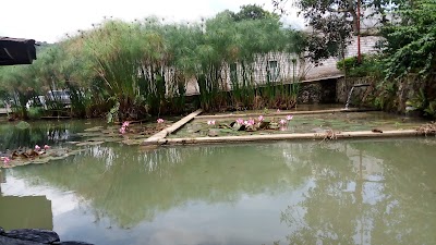 Photos of Twin Koi