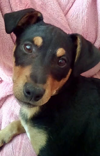 Clínica Veterinaria Malilla - Thumbnail