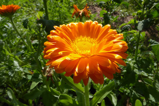Klimagarten Dietenbach Park - Thumbnail