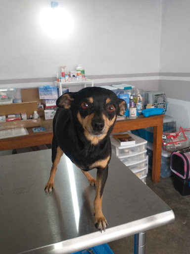 veterinaria Ernesto gh