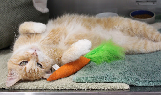 Medfield Animal Shelter - Thumbnail