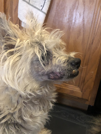 Livingston Veterinary Hospital - Thumbnail