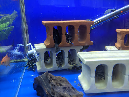 Baby Fish Aquarium - Thumbnail