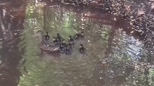 Natuurtuin Wolfslaar - Thumbnail
