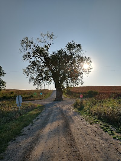 Tree in the Road